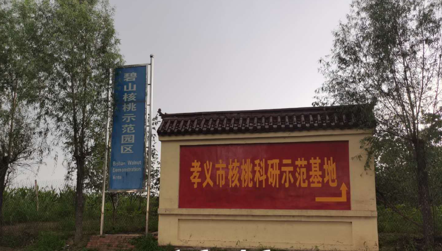 孝義農(nóng)產(chǎn)品大市場丨力爭讓孝義核桃插上翅膀，飛向全國！