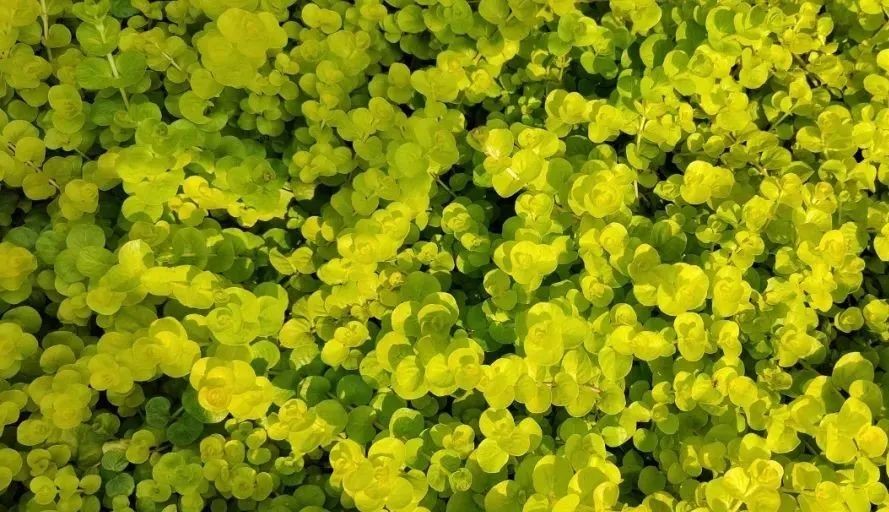 未來5年，農(nóng)業(yè)產(chǎn)業(yè)8大投資重點在哪里？